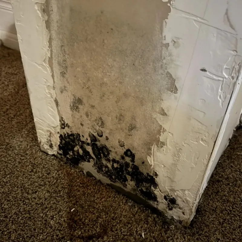 Professional Mold Removal in Wadsworth, OH